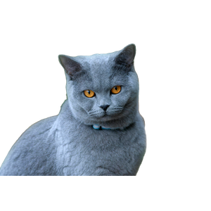 A British Shorthair Cat With Piercing Eyes Sits In A Garden Setting, Showcasing Its Soft Fur And Elegant Posture. 19952 - Cat PNG image with transparent background